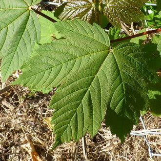 Norway Maple Vs Sycamore Maple Identification Bplant Org