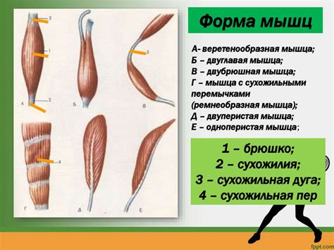 Строение мышц - презентация онлайн