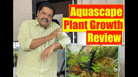 The Competition Aquascape Nature Aquarium Planting Review Mayur Dev