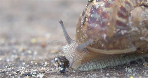 Snail Farm Snails Crawling On A Green Leaf In The Garden In The Summer