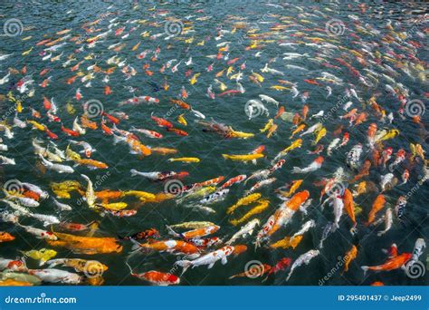 Colorful koi fish. stock image. Image of waves, clear - 295401437