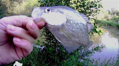 Te Ryby Lubią Jigi Mojego Wykonania These Fish Like Jigs I Made YouTube