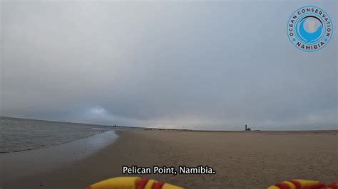 Ocean Conservation Namibia on LinkedIn: Our favorite part of the rescue: watching rescued seals ...