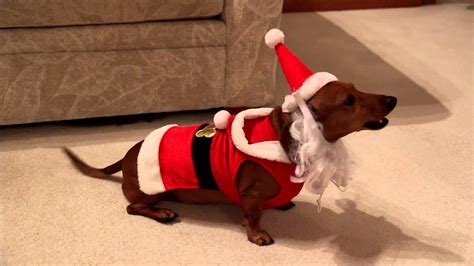 Dachshund Puppy Singing Christmas Carols Youtube