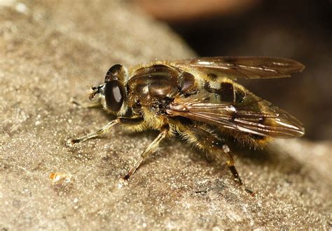 Imik Trz Sawiskowy Chalcosyrphus Eunotus Naznaczony Kategori Cr