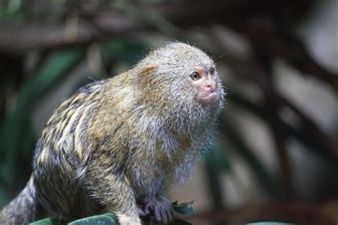 Mono tití pigmeo sentado en una rama Foto Premium