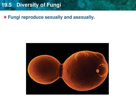 Key Concept Fungi Are Heterotrophs That Absorb Their Food Ppt Download