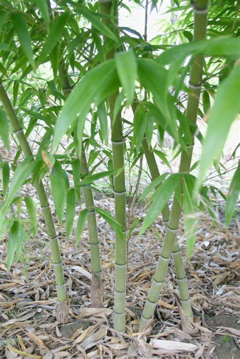 Bambus Pflanzenshop Phyllostachys Edulis Pubescens Kaufen