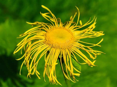 Flower elecampane stock image. Image of leaves, biology - 69731421