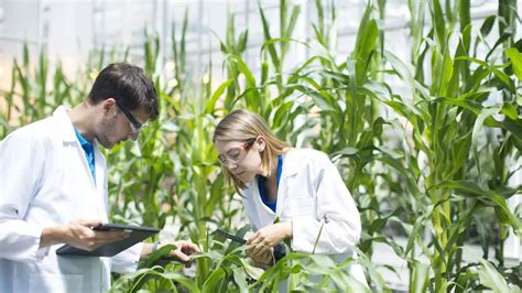 The Applications of Biotechnology In Agriculture and Its Advantages