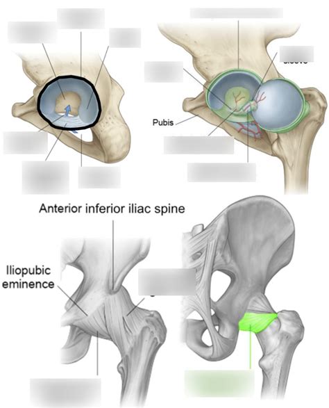 Ams Diagram Hip Joint Capsule And Ligaments Diagram Quizlet