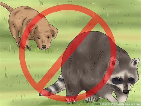 How to Prevent Rabies in Dogs: 13 Steps (with Pictures) - wikiHow