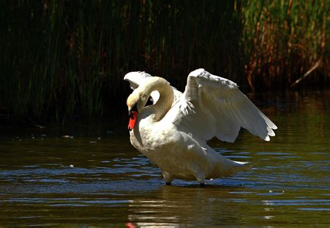 Wing Stretch - Mute Swan Photograph by Dianne Cowen Photography