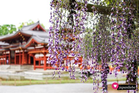 By D In Uji Der Tempel Von Der Yen M Nze Japanliebe De