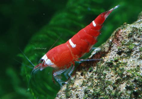 Super Crystal Red Shrimp Soshrimp