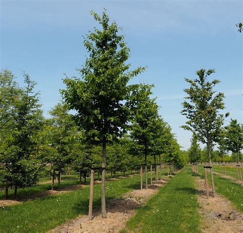 Udenhout Trees Parrotia Persica Columella