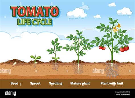 Life Cycle Of Tomato Plant Diagram Illustration Stock Vector Image