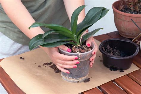 Cómo salvar tu orquídea método sencillo e infalible mi trucos caseros