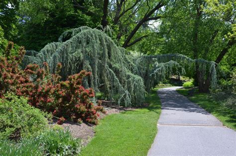 Provide Space For Weeping Blue Atlas Cedar What Grows There Hugh