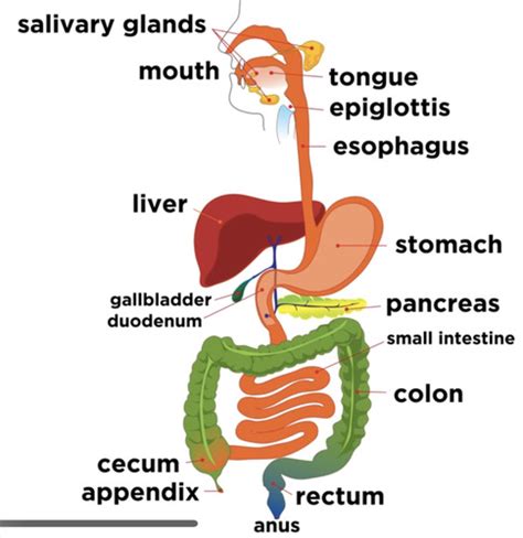 Digestive System Flashcards Quizlet