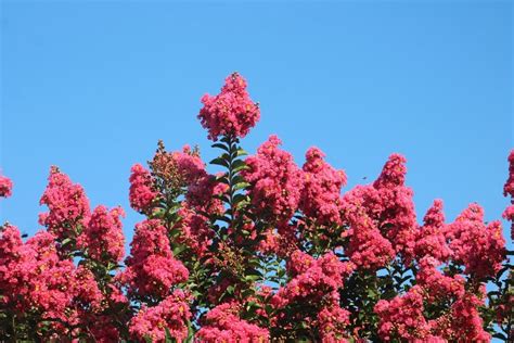 Lagerstroemia Twilight Magic™️ Crepe Myrtle 16″ Pot Hello Hello Plants