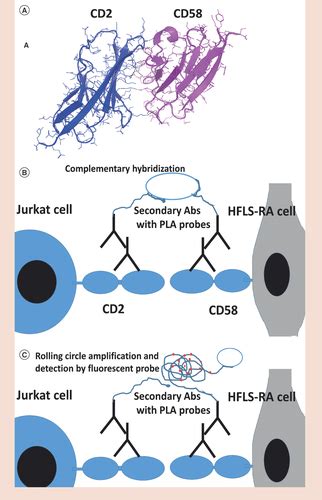 Full Article Proximity Ligation Assay To Study Proteinprotein