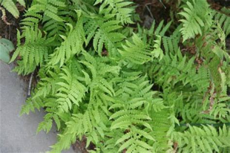 The flower language and meaning of the fern - The Plant Aide