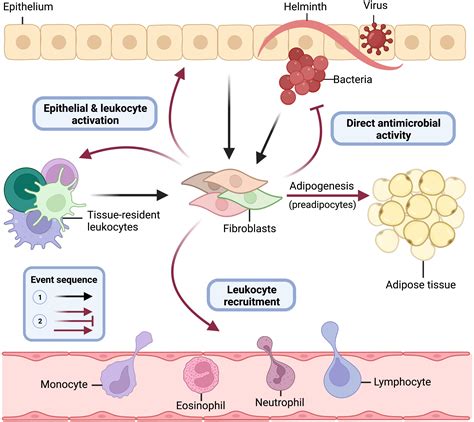 Frontiers Essential Immune Functions Of Fibroblasts In Innate Host