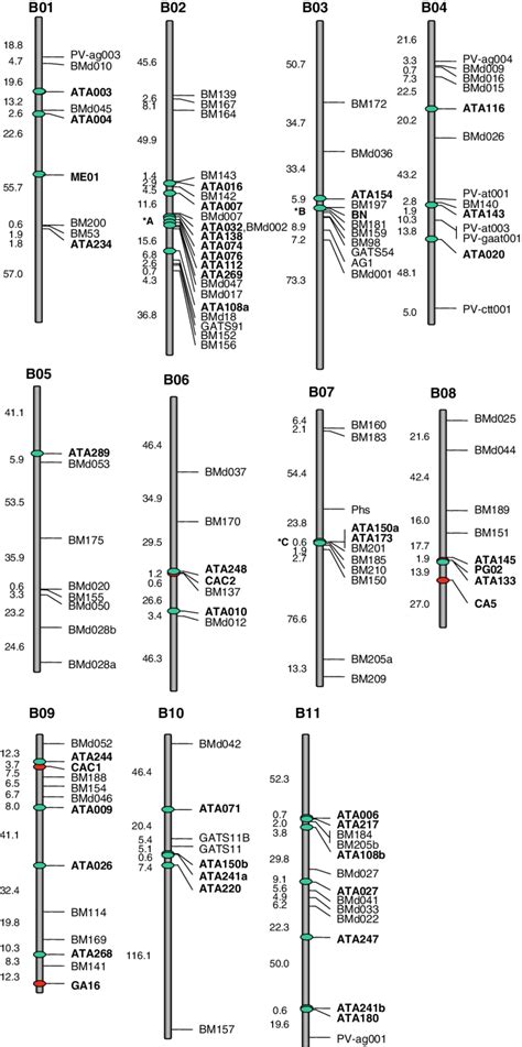 Genetic map for the DOR364 £ G19833 (chromosome designations b01-b11 ...