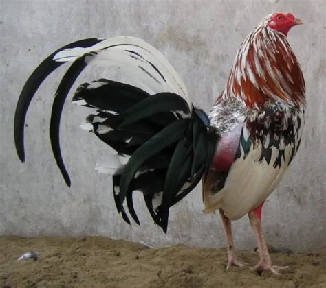 Gallo Carioco Todo Lo Que Debes Saber De Estas Aves