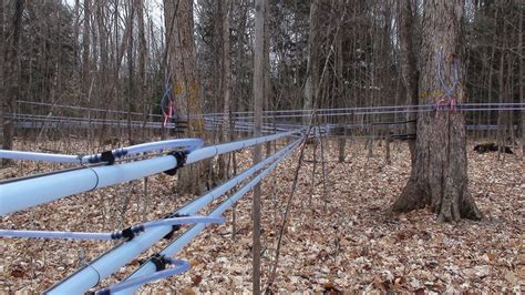 Example Of Plastic Tubing System Used To Collect Maple Sap Showing