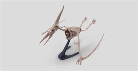 STL file Pterodactyl Skeleton・Model to download and 3D print・Cults