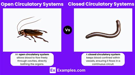 Open Vs Closed Circulatory Systems Differences Explained With Examples