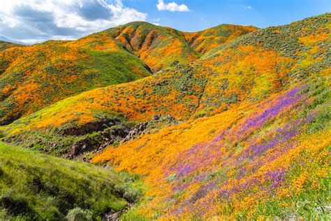 Best Superbloom California Berry Celinda