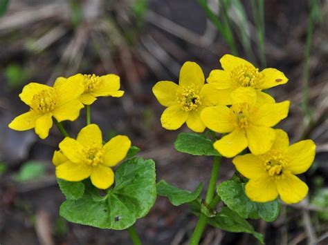 Калужница болотная (Caltha palustris)
