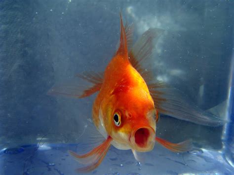 Goldfish make alcohol to survive the winter without oxygen