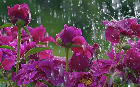 Beautiful Blossoms In Rain Flowers Photography Desktop Wallpaper