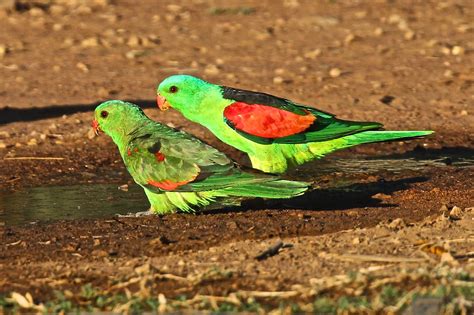 Red Winged Parrots Birdphotosneill Flickr