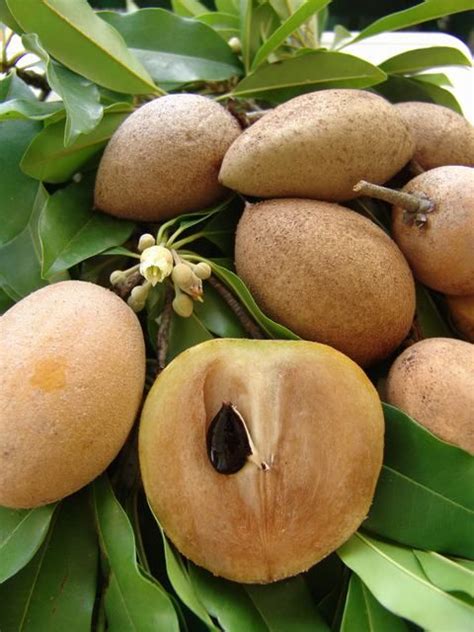 Caribfruits Sapotille Fruits Tropicaux Exotic Fruit Fruit World