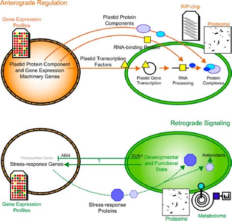 Anterograde Regulation And Retrograde Signaling Between Chloroplasts