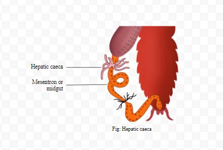 Give the location of hepatic caeca in a cockroach. What is their function?