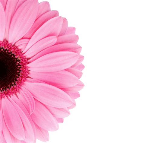 Pink Gerbera Daisy Free Stock Photo Public Domain Pictures