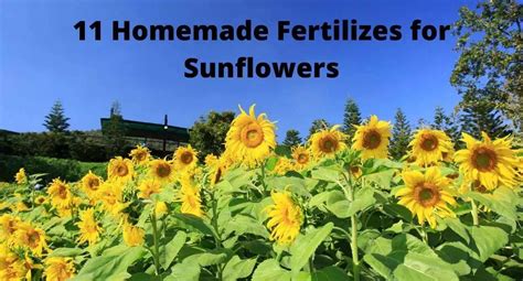 11 Free Homemade Fertilizer For Sunflowers Quick Results