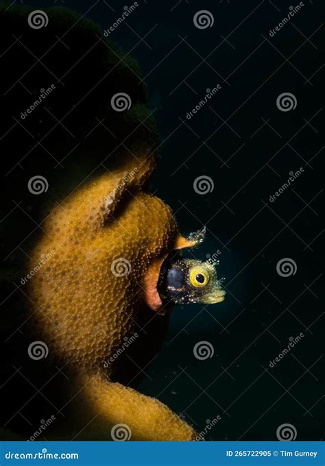 Cute Macro Underwater Creatures In The Caribbean Stock Image Image Of