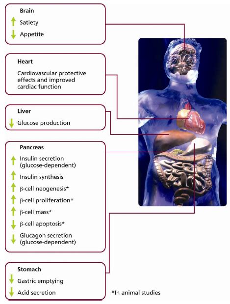 Liraglutide Therapy For Type 2 Diabetes Overcoming Unmet Needs