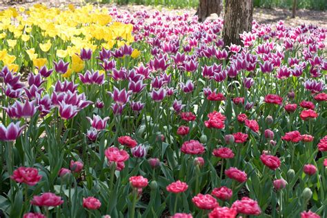 Tulip Season At Garvan Woodland Gardens In Hot Springs Arkansas