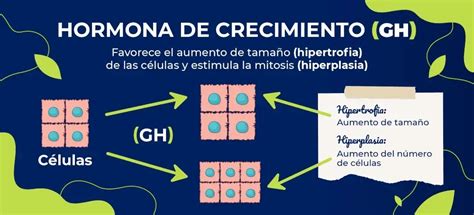 ¿qué Es La Hgh Hormona De Crecimiento Humana