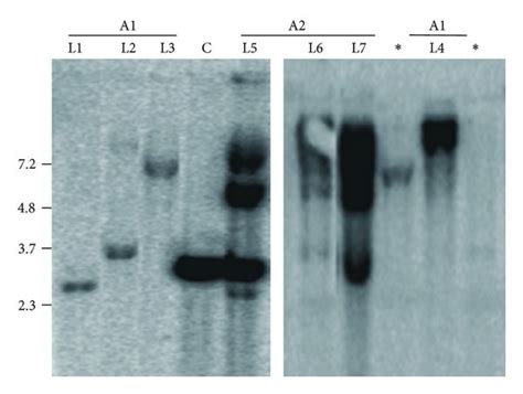 Generation Of H1 Ikk1 Sirna Transgenic Mice A Schematic