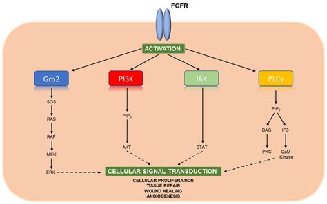 Key Signaling Pathways Of Activated FGFR Upon Binding FGF Ligands