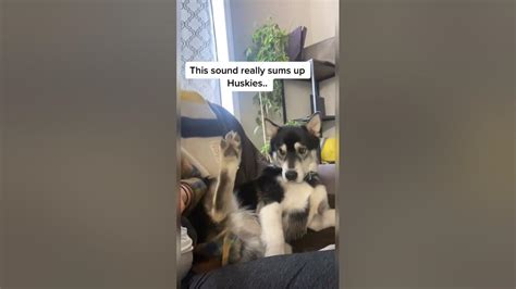 Husky Demands Foot Massage From Daddy Youtube